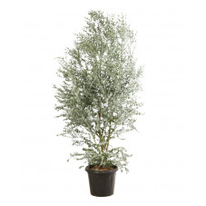 gommier cidre - eucalyptus azura 150 cm pot de 30 litres