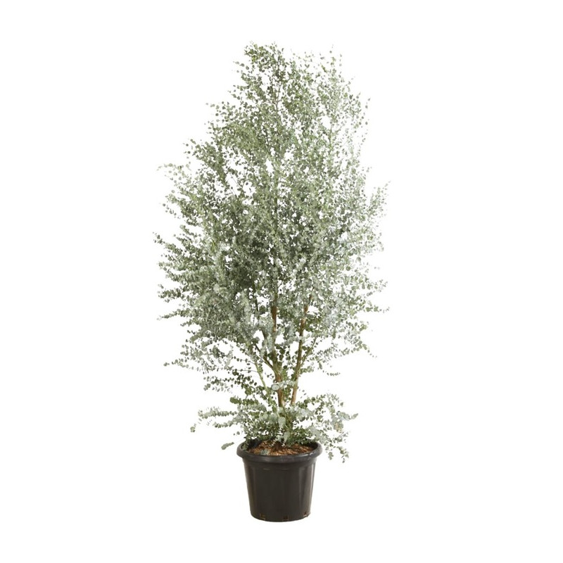gommier cidre - eucalyptus azura 150 cm pot de 30 litres