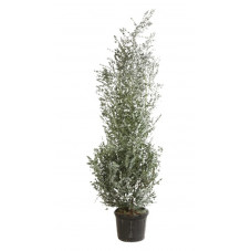 gommier cidre - eucalyptus azura 200/225 cm pot de 45 litres