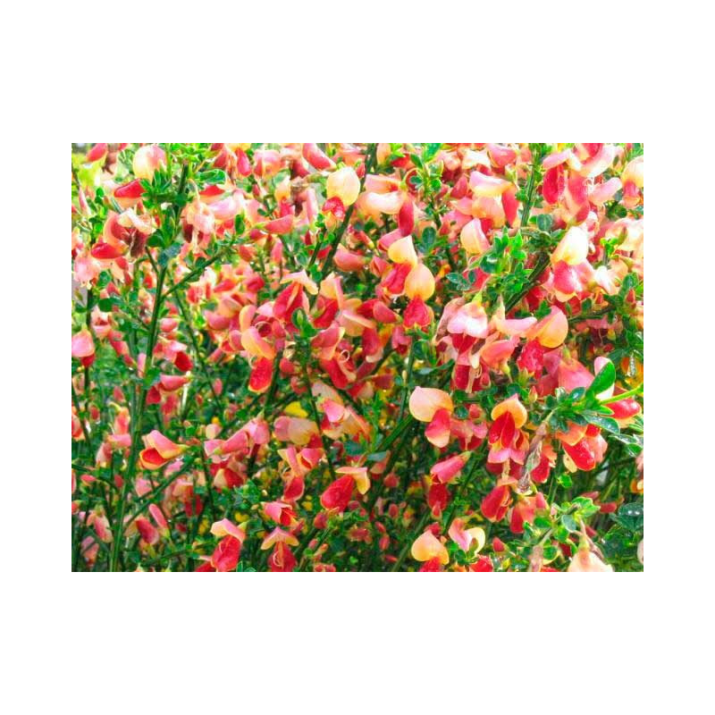 genêt à balais Palette fleurs - floraison mai juin