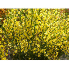 fleurs jaunes du genêt à balai Luna - floraison mai juin