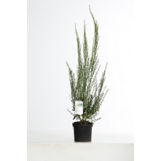 genêt à balais - cytisus scoparius Luna 60/80 cm en pot de 3 litres