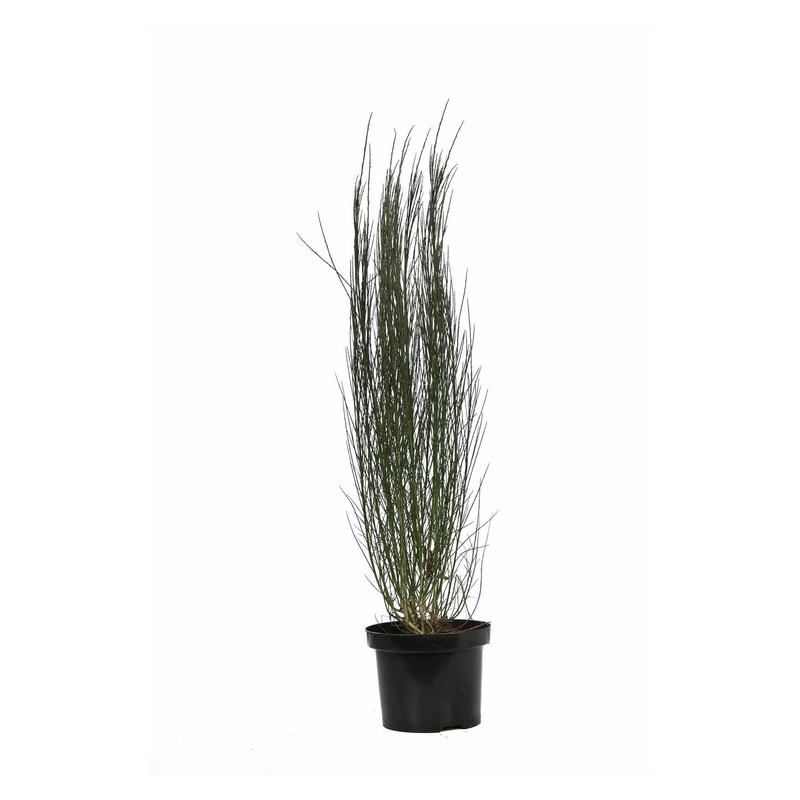 genêt à balais - cytisus Burkwoodi en pot de 7.5 litres genêt à balais - cytisus Burkwoodi en pot de 7.5 litres