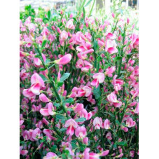 fleurs du genêt à balais Zeelandia - floraison en mai juin