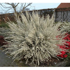 genêt en fleurs blanches en mai juin