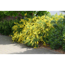 genêt à balais golden sunlight en buisson fleuri mai juin