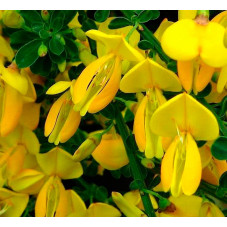 fleurs du genet Golden Sunlight en mai juin