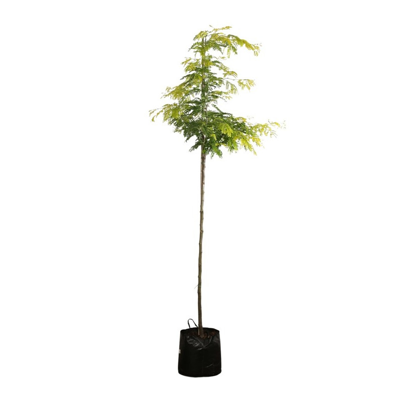 févier d'Amérique inermis en tige circonférence 8/10 cm pot de 20 litres