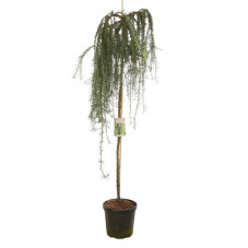 mélèze du Japon - larix stiff weeper en tige 175/200 cm pot de 20 litres