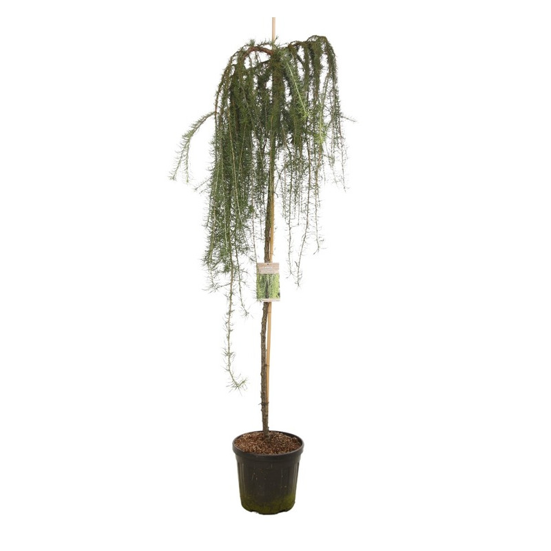 mélèze du Japon - larix stiff weeper en tige 175/200 cm pot de 20 litres