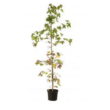 copalme - liquidambar en 175 cm