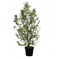 copalme - liquidambar en 200/220 cm pot de 30 litres