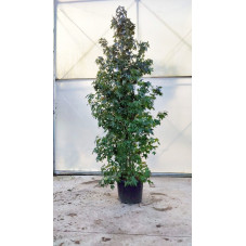 liquidambar - copalme 300 cm pot de 90 litres