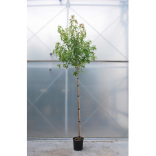 liquidambar tige circ. 6 cm pot de 20 litres