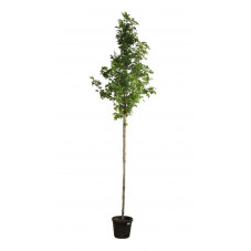 liquidambar tige circonférence 8 cm pot de 30 litres