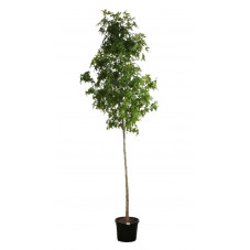 liquidambar tige circonférence 10 cm pot de 35 litres