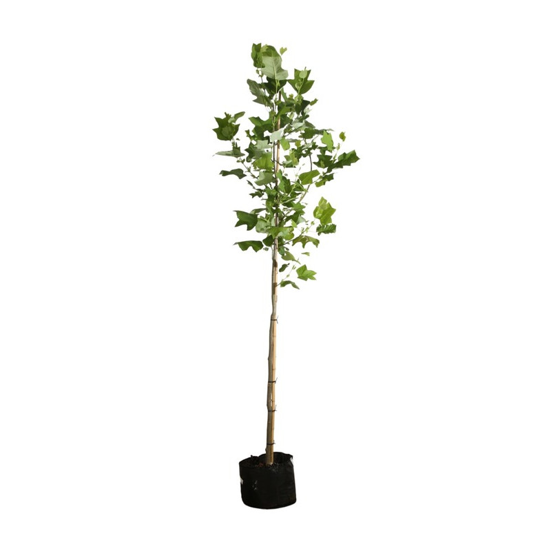 tulipier de Virginie - liriodendron en tige circonférence 8/10 cm pot de 25 litres