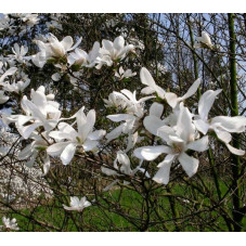 fleurs étoilées blanches du magnolia Kobus isis - floraison en avril mai