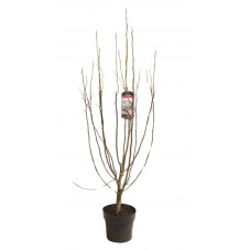 magnolia kobus isis en buisson 100/120 cm pot de 10 litres
