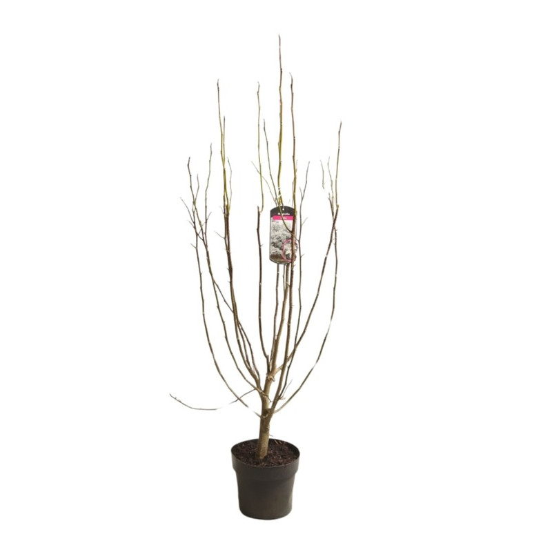 magnolia kobus isis en buisson 100/120 cm pot de 10 litres