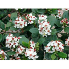 fleurs du rhaphiolepis umbellata - floraison en juin juillet