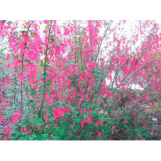fleurs du groseillier à fleurs pulborough - floraison au printemps
