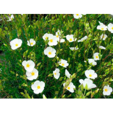 halimium à ombelles - helianthème à bouquets en pot de 15 cm