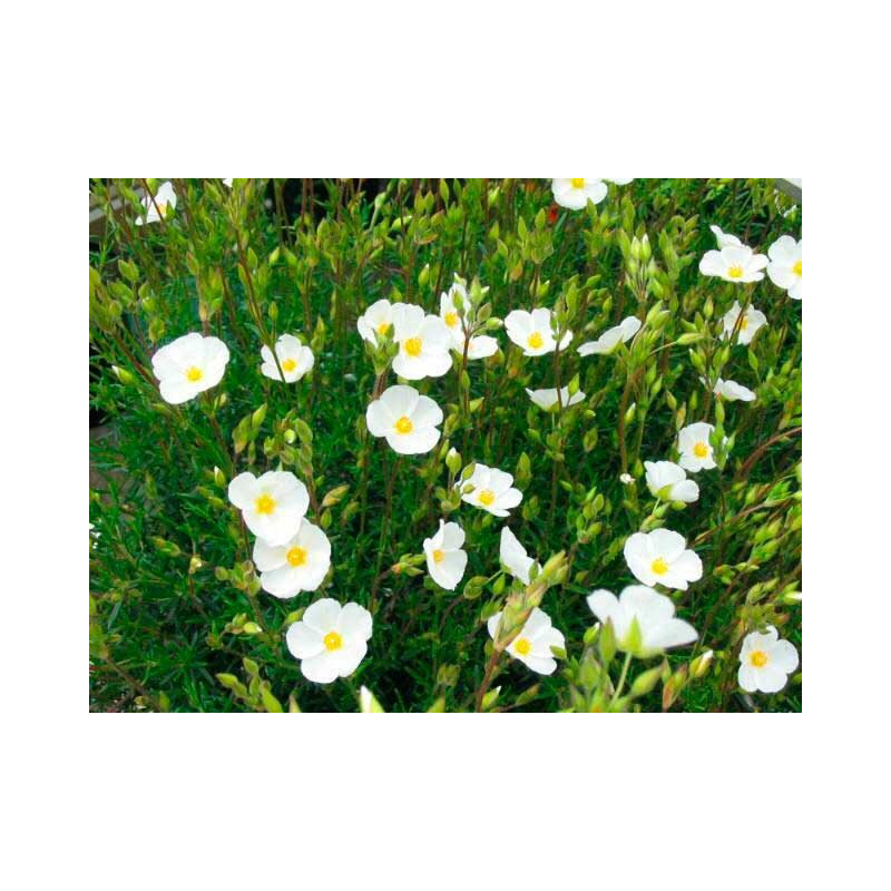 halimium à ombelles - helianthème à bouquets en pot de 15 cm halimium à ombelles - helianthème à bouquets en pot de 15 cm