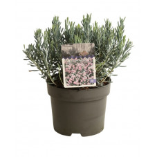 andromède polifolia blue Lagoon en pot de 2 litres