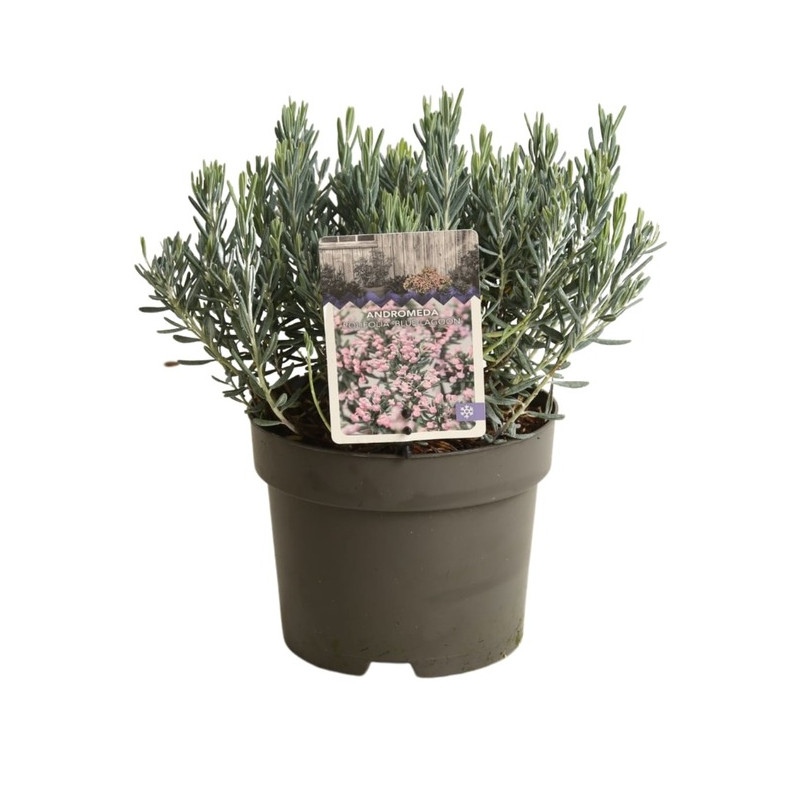 andromède polifolia blue Lagoon en pot de 2 litres