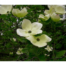 fleurs du cornus kousa venus - floraison en mai juin