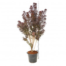 cotinus royal purple grosse taille 175/200 cm en pot de 50 litres