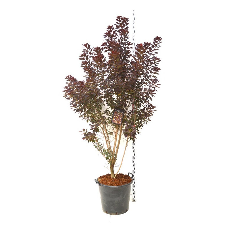 cotinus royal purple grosse taille 175/200 cm en pot de 50 litres