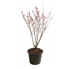 hamamelis ruby glow grosse taille 125 cm en pot de 50 litres (en fleurs)