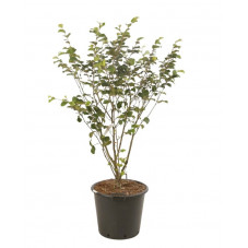 hamamelis ruby glow en feuilles grosse taille 125 cm pot de 50 litres