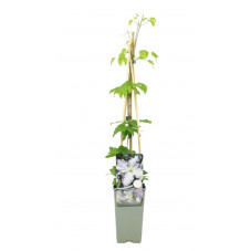 clématite blekitny Aniol 70 cm pot de 2 litres