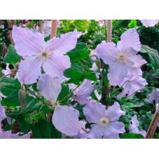 clematite blekitny Aniol en fleurs en juillet Aout