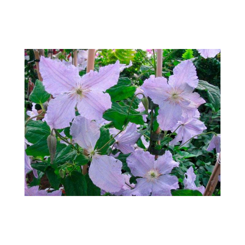clematite blekitny Aniol en fleurs en juillet Aout clematite blekitny Aniol en fleurs en juillet Aout