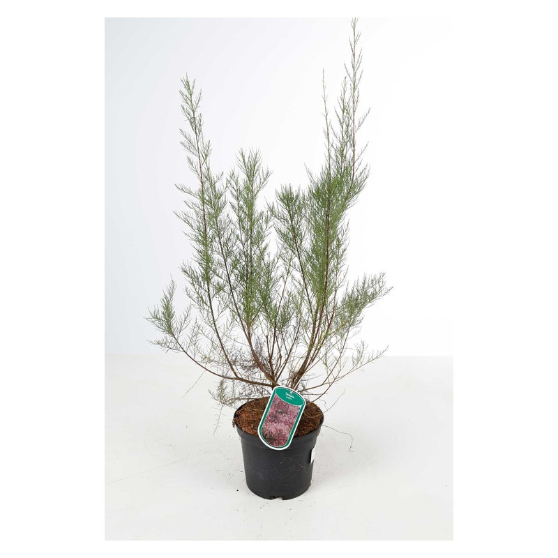 tamaris parviflora 60/80 cm pot de 3 litres tamaris parviflora 60/80 cm pot de 3 litres