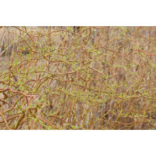 branches et feuilles du saule tortueux golden curls