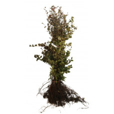hêtre pourpre en 150 cm racines nues