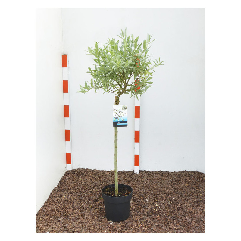 saule de Suisse - helvetica demi tige 60 cm + tête 40 cm saule de Suisse - helvetica demi tige 60 cm + tête 40 cm