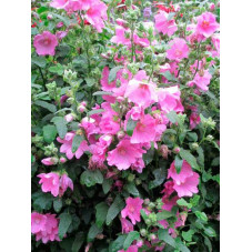 lavatère arbustive fleurs - floraison rose de juin à septembre