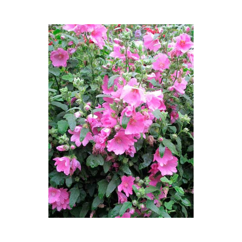 lavatère arbustive fleurs - floraison rose de juin à septembre