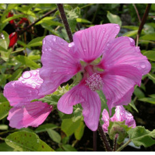fleur du lavatère rosea