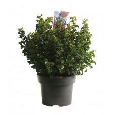 leucothoe curly red en pot de 5 litres