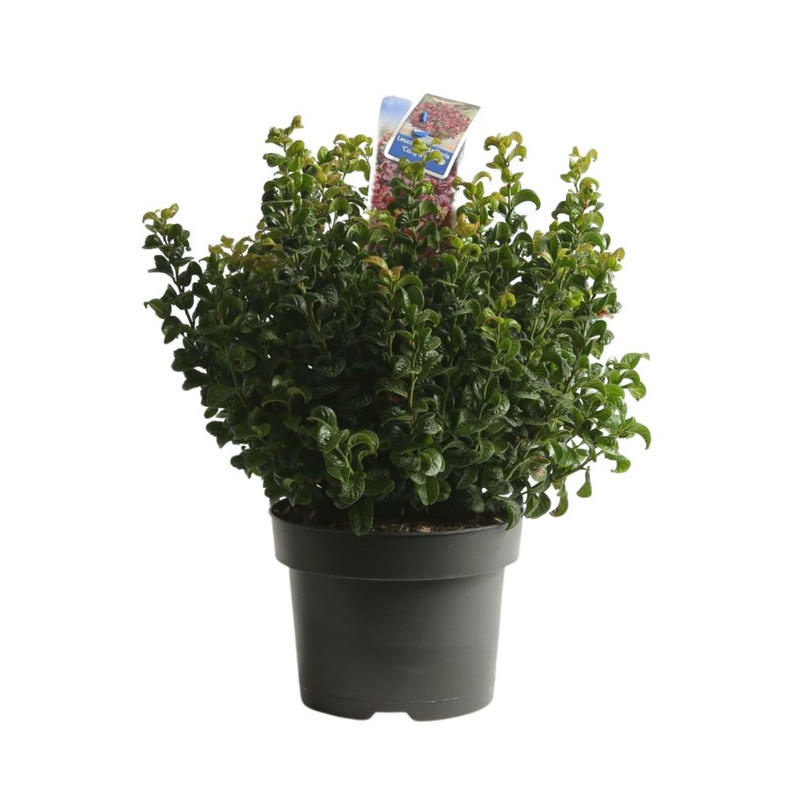 leucothoe curly red en pot de 5 litres