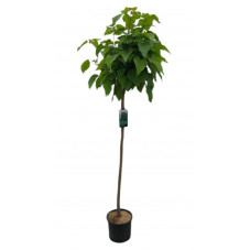 catalpa boule demi tige 120/+ cm