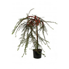 cotoneaster apiculatus en demi tige pot de 5 litres