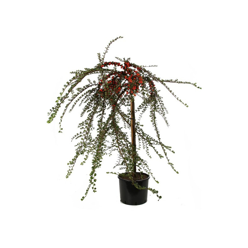 cotoneaster apiculatus en demi tige pot de 5 litres